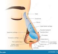 neus anatomie