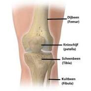 anatomie van de knie