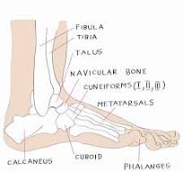 anatomie voet botten