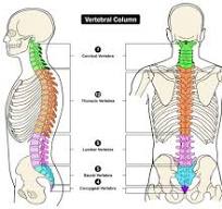 anatomie wervelkolom zenuwen