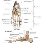 botten voet anatomie