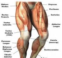 bovenbeen anatomie
