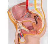 man anatomie