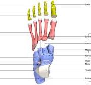 voet botten anatomie