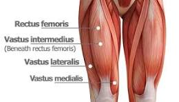 anatomie bovenbeen