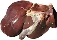 anatomie lever