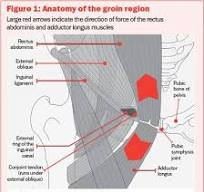 anatomie lies