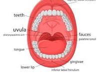anatomie mond