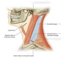 anatomie nek
