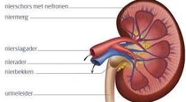 anatomie nier