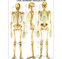 anatomie poster