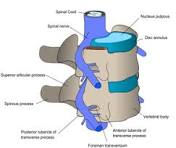 anatomie ruggenmerg