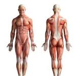 anatomie spier