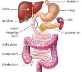 dikke darm anatomie