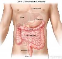 anatomie dikke darm