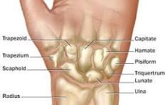 anatomie hand botten
