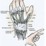 anatomie hand gewrichten