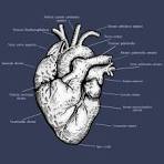 anatomie hart latijn