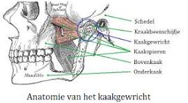 anatomie kaak