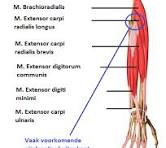 anatomie onderarm