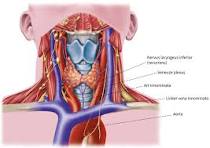 anatomie strottenhoofd