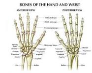 anatomie vinger