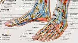 anatomie voet zenuwen