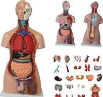 anatomisch model