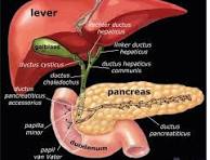 galwegen anatomie