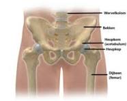 heupgewricht anatomie