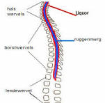 ruggenmerg anatomie