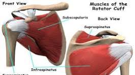 schouder spieren anatomie