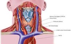 strottenhoofd anatomie