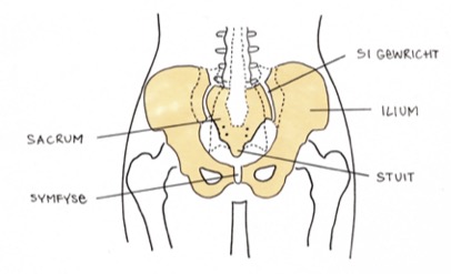 anatomie bekken vrouw