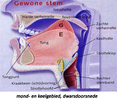 anatomie mond en keelholte
