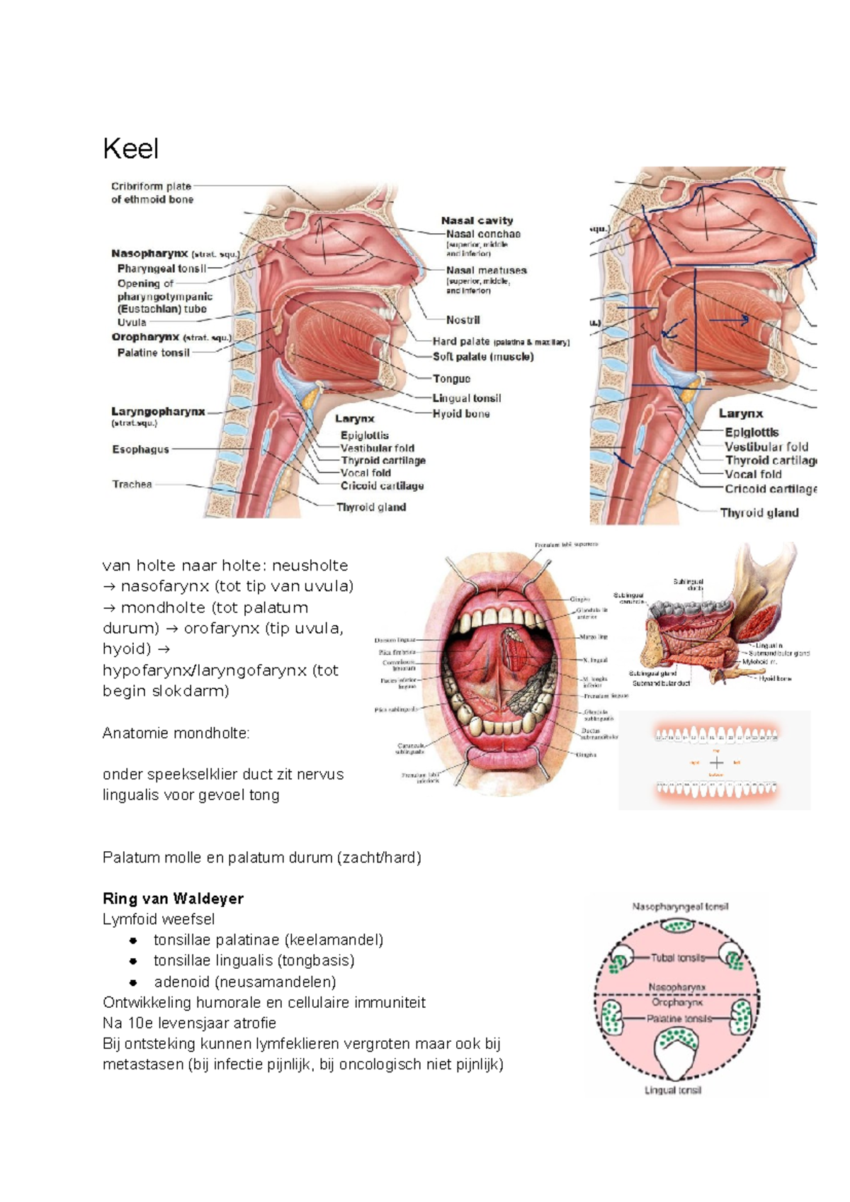 anatomie mond keelholte