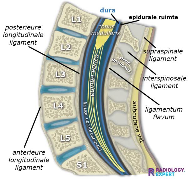 anatomie ruggenwervel