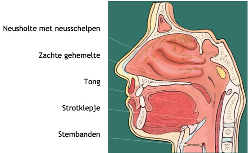 anatomie tong