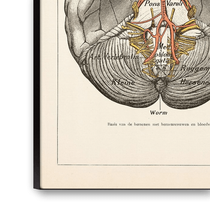 anatomie van de hersenen