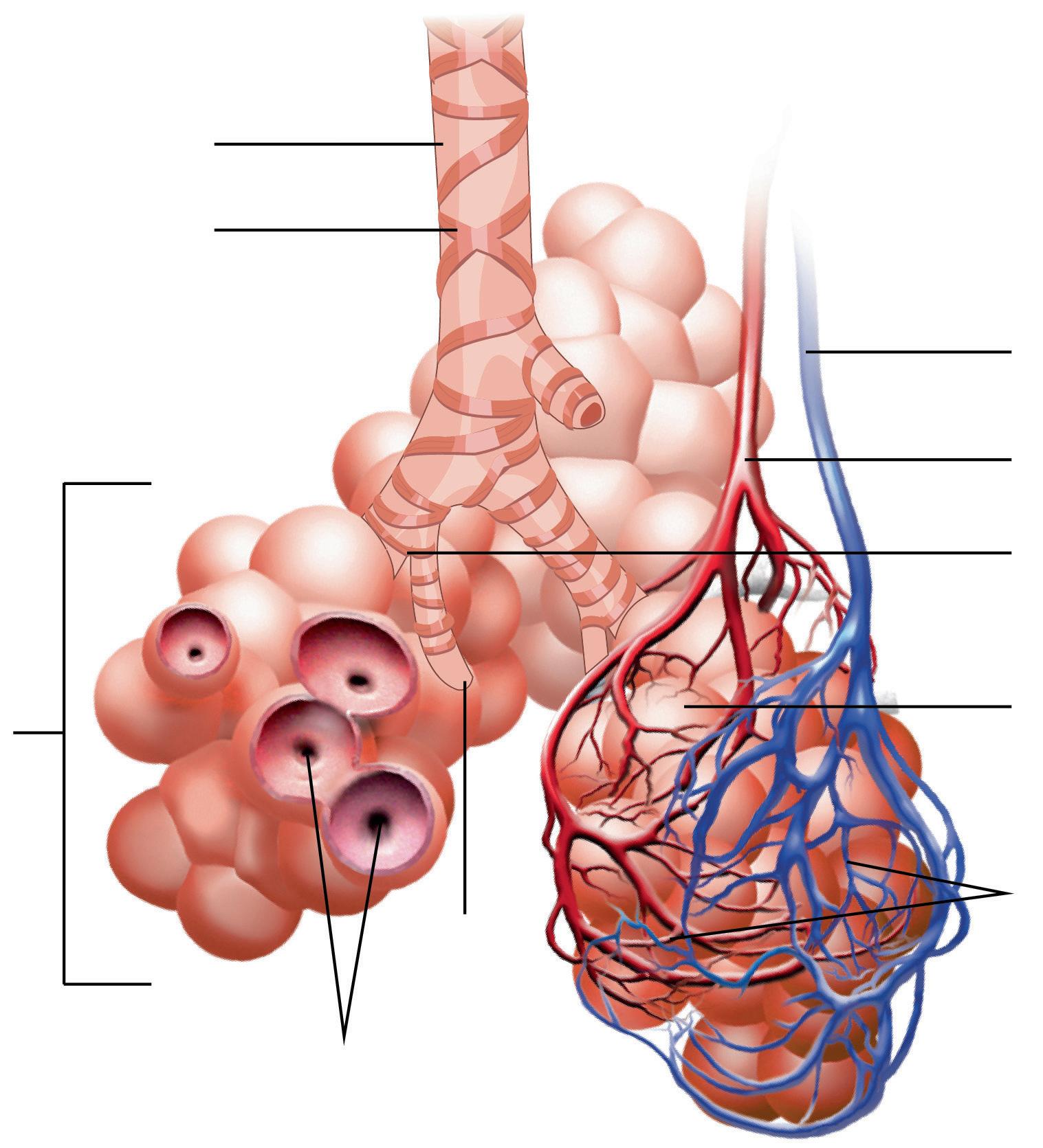 luchtpijp slokdarm anatomie