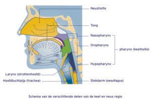 mond anatomie
