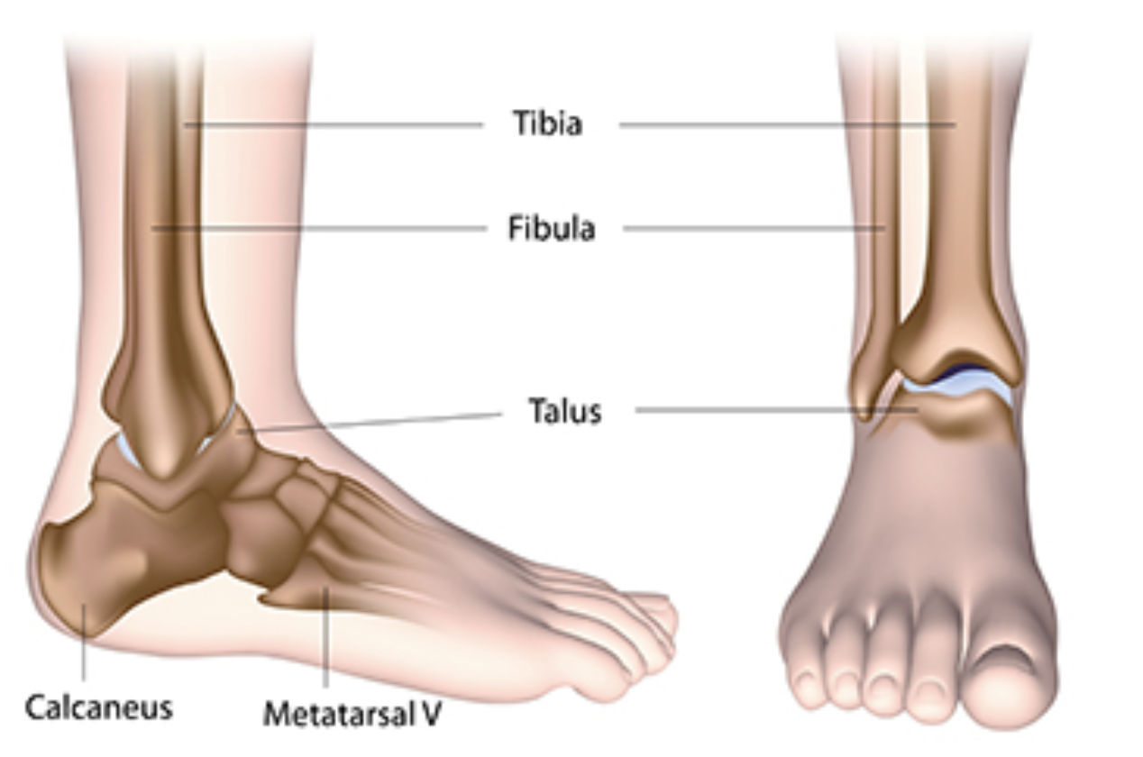 anatomie voet en enkel