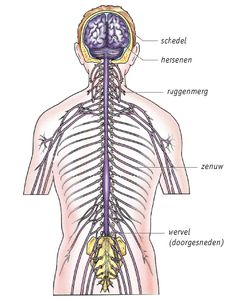 anatomie zenuwstelsel