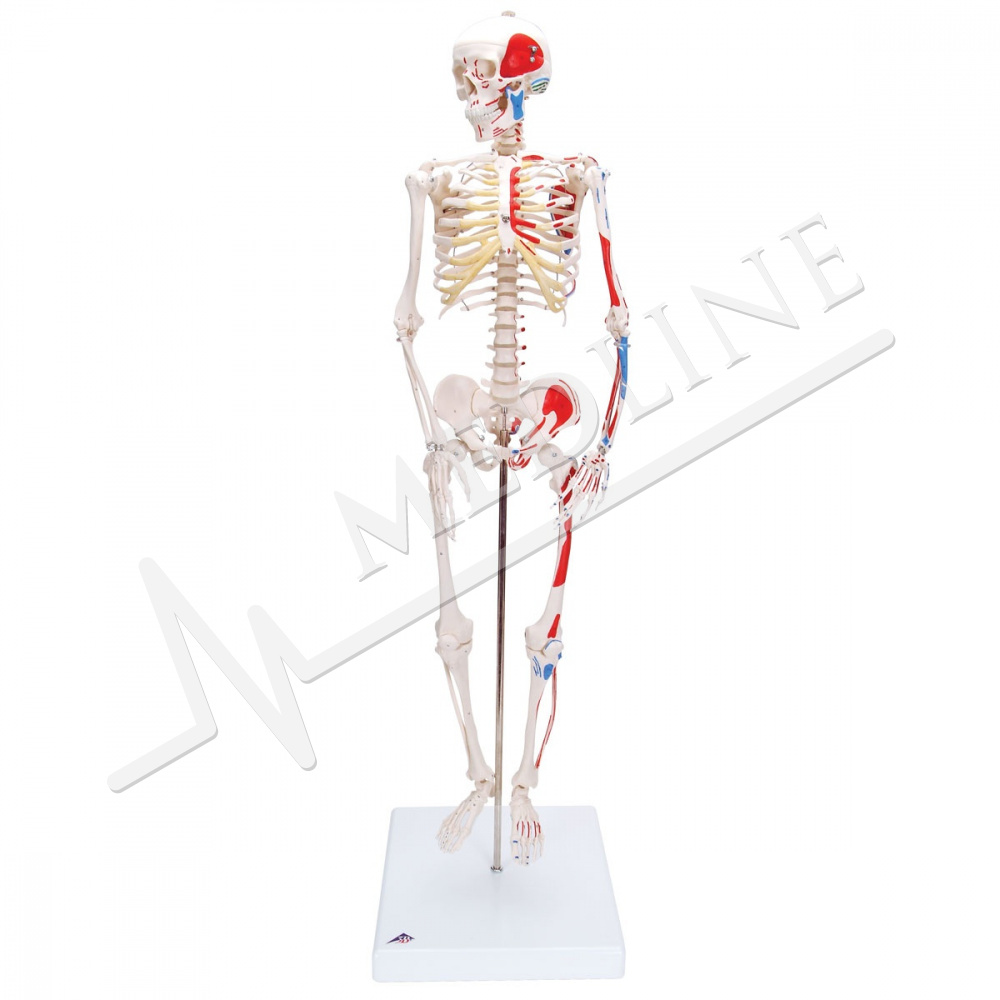 anatomisch skelet met spieren