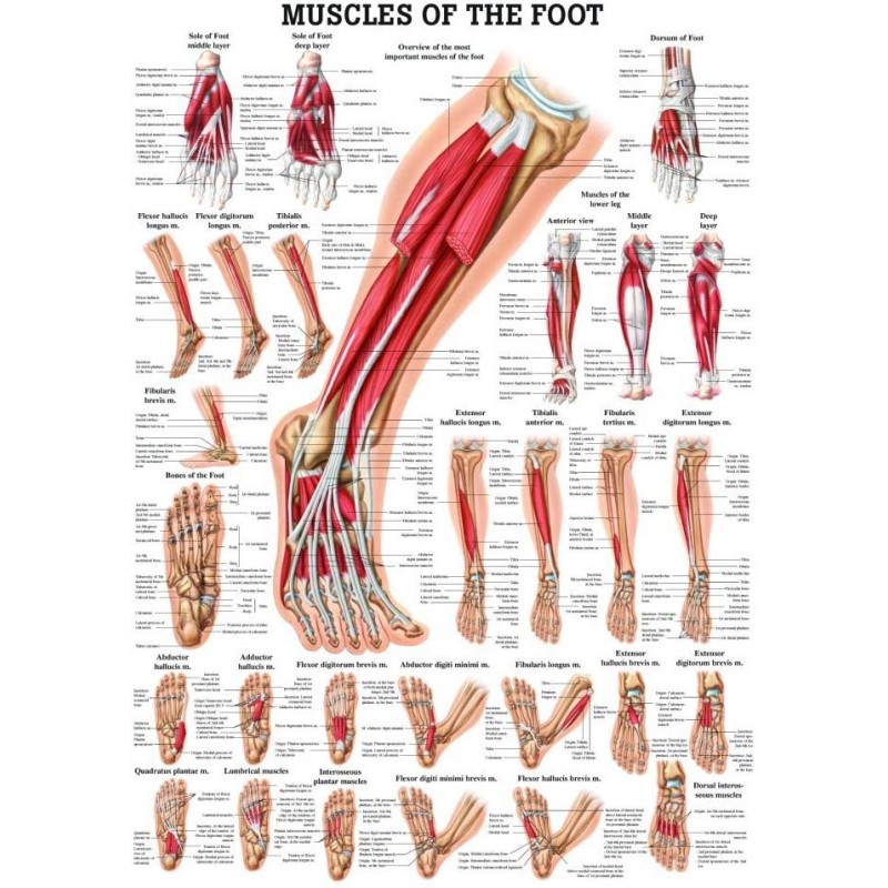 enkel anatomie spieren