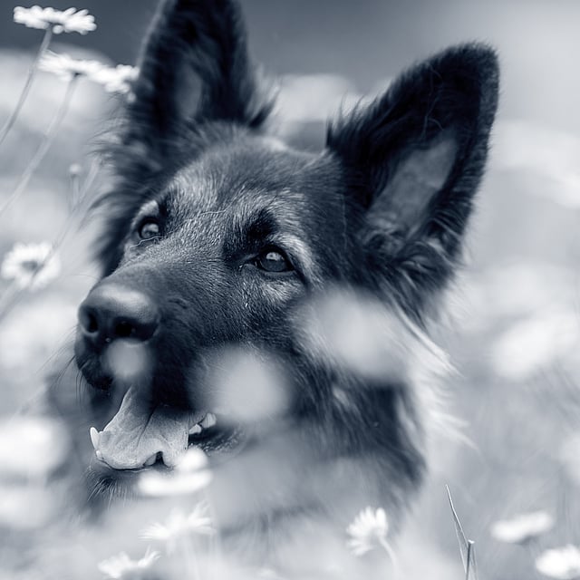 hoeveel botten heeft een hond