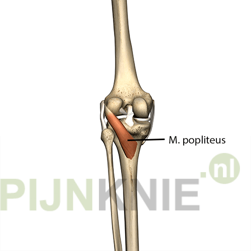 knie anatomie spieren