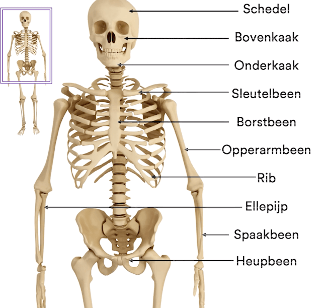 lichaam skelet