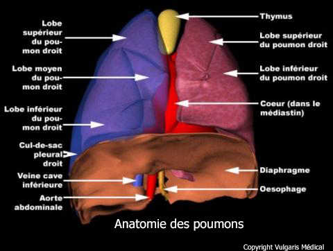 long anatomie