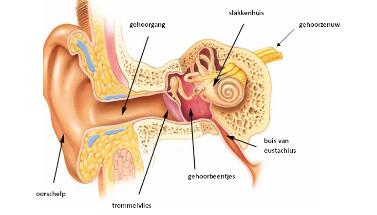 anatomie binnenoor